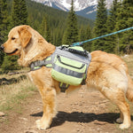 A golden retriever dog wearing a light green and gray reflective dog harness with a blue leash, standing on a paved path outdoors with trees in the background.